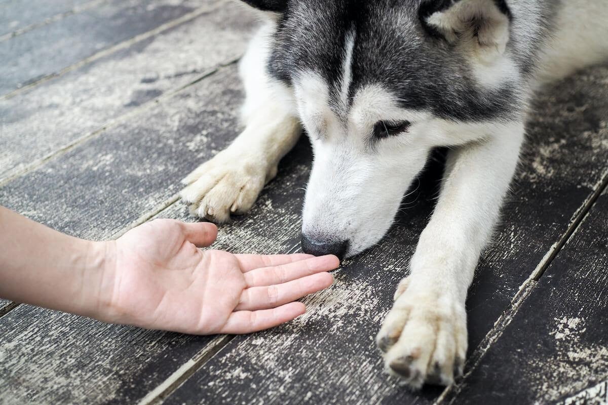 Come esercitare l’olfatto del cane