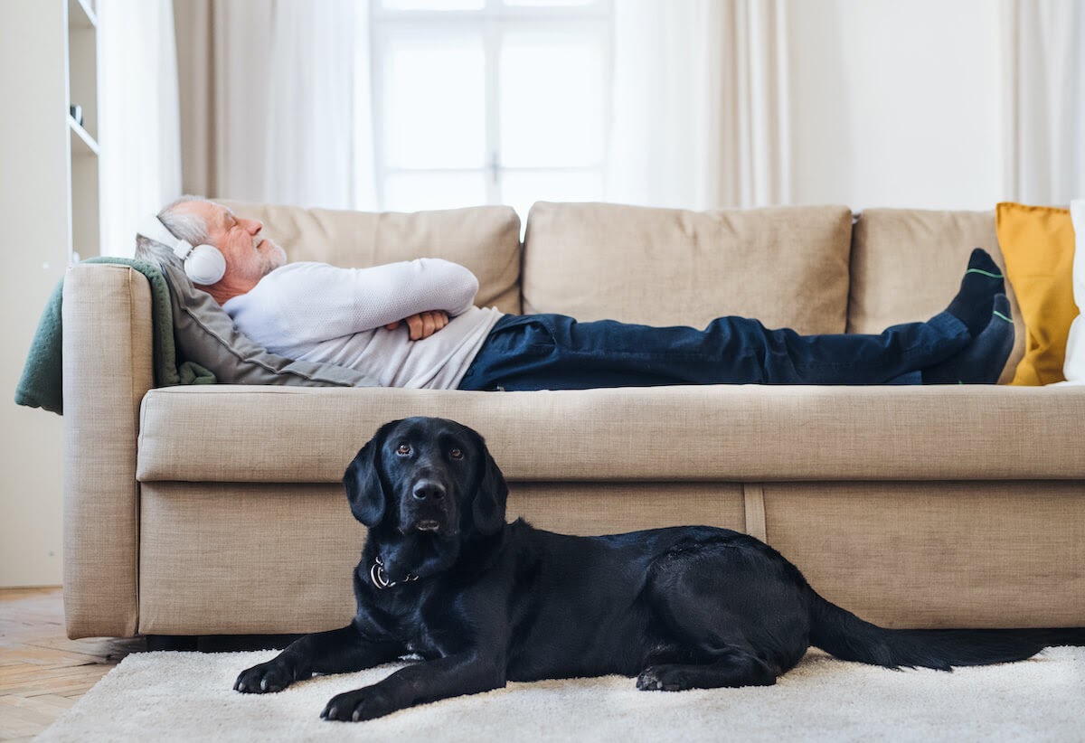 dogs like listening to music