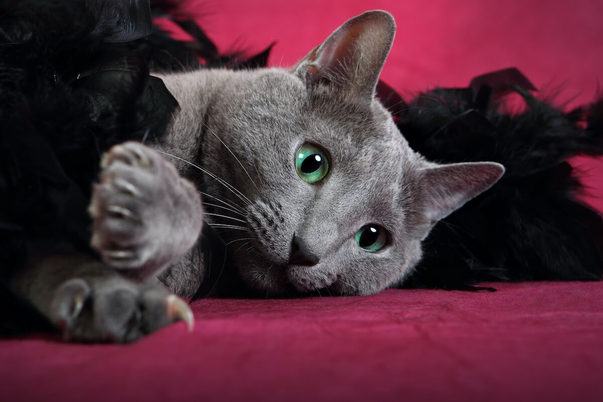 grey cat in feathers