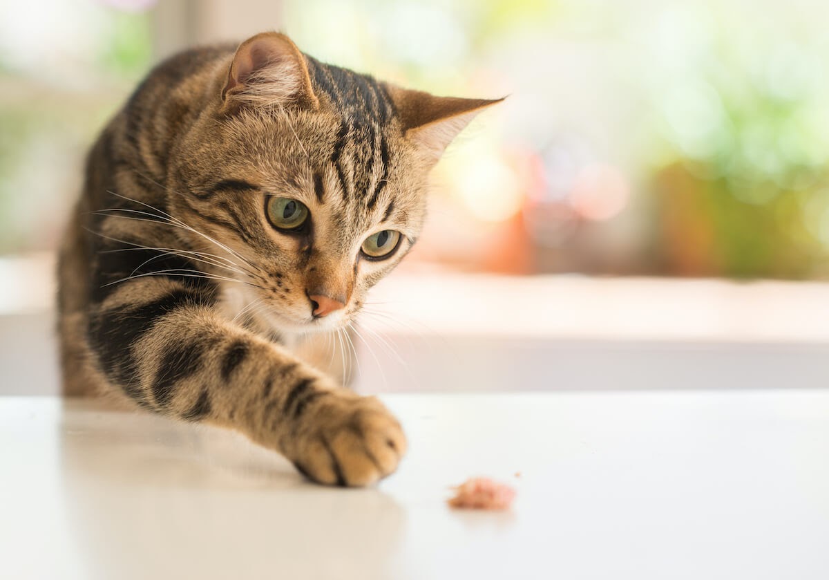 cat looking at food to touch with paw