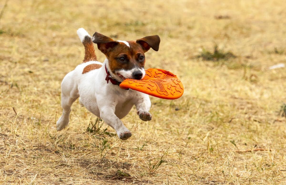 Proprio come accade per gli umani, è fondamentale che anche i cani facciano esercizio fisico per restare in ottima forma e in salute! Si tratta di un ottimo allenamento cardiovascolare che, oltre a mantenere sano il sistema immunitario, fornisce al cane lo stimolo mentale di cui ha bisogno per stare bene anche a livello emotivo.