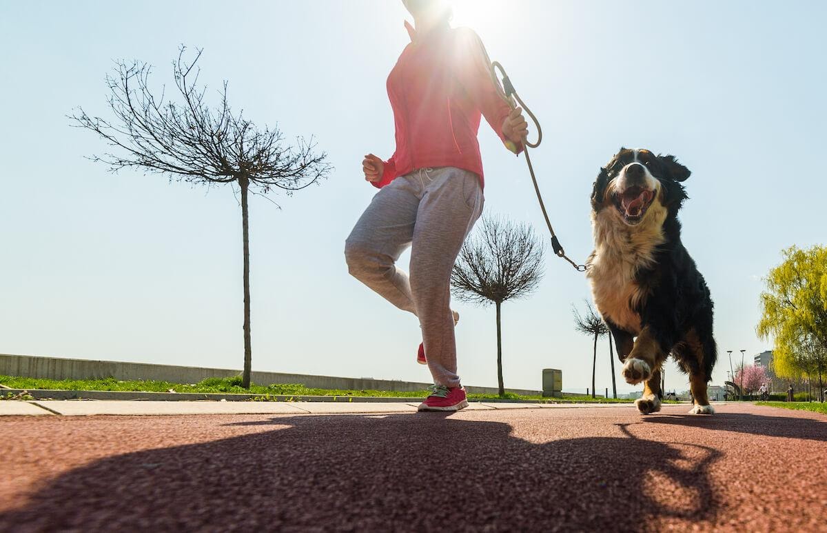 Quanta attività fisica deve fare il cane?