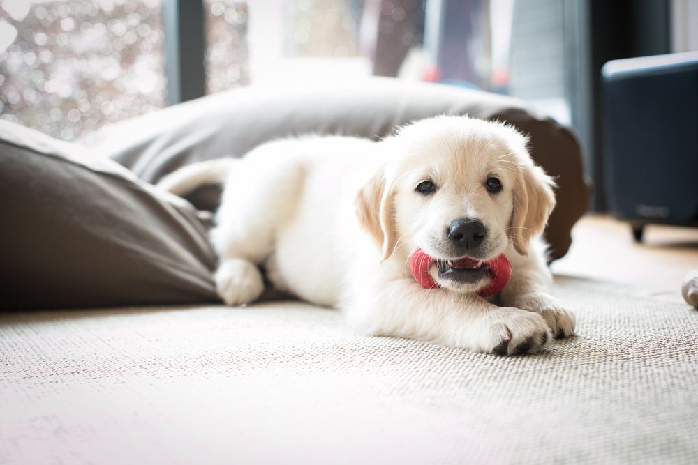 puppy with chew toy