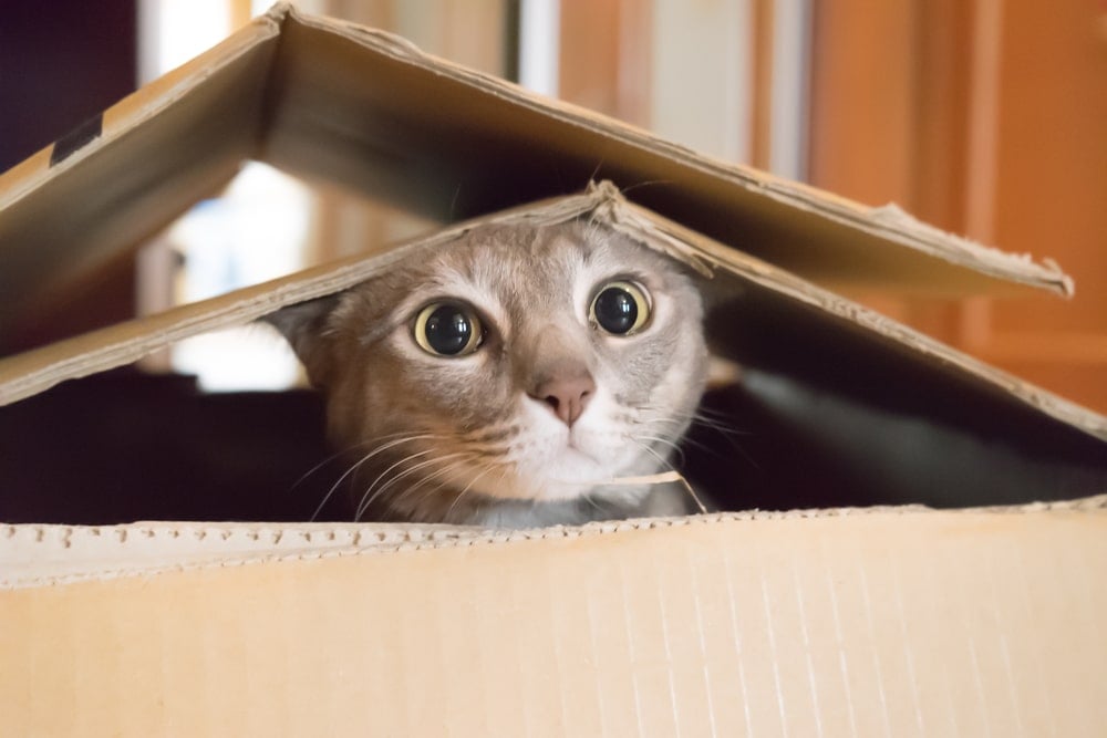 Katzenbeschäftigung: Verstecken in Kartons