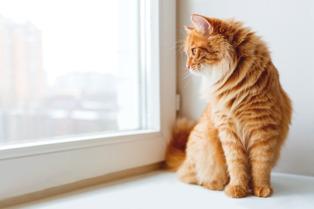 Katzenbeschäftigung: Beobachten aus dem Fenster