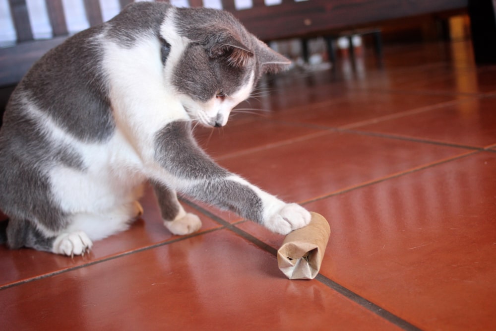Katzenbeschäftigung: Spielen mit Klopapierrolle