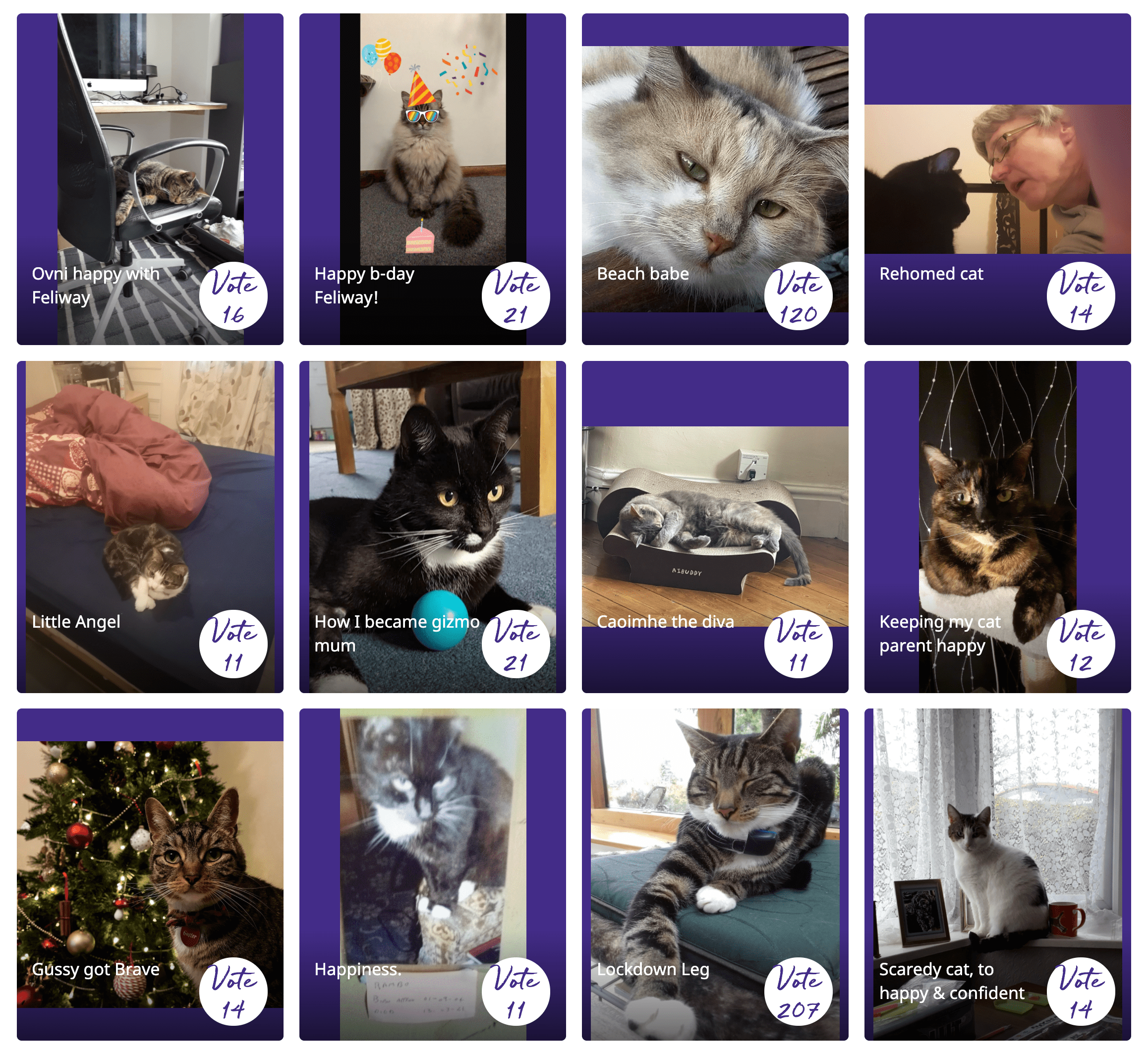 Image wall 25 YEARS FELIWAY UK-min