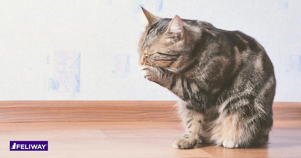 brown tabby  cat grooming itself