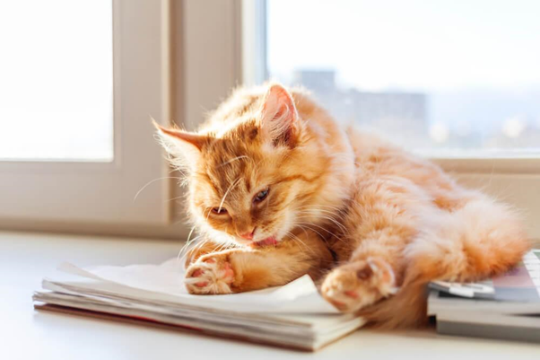 ginger cat grooming itself