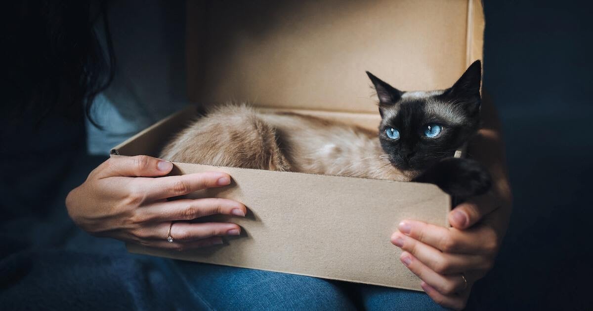 Katze im Karton wird gehalten