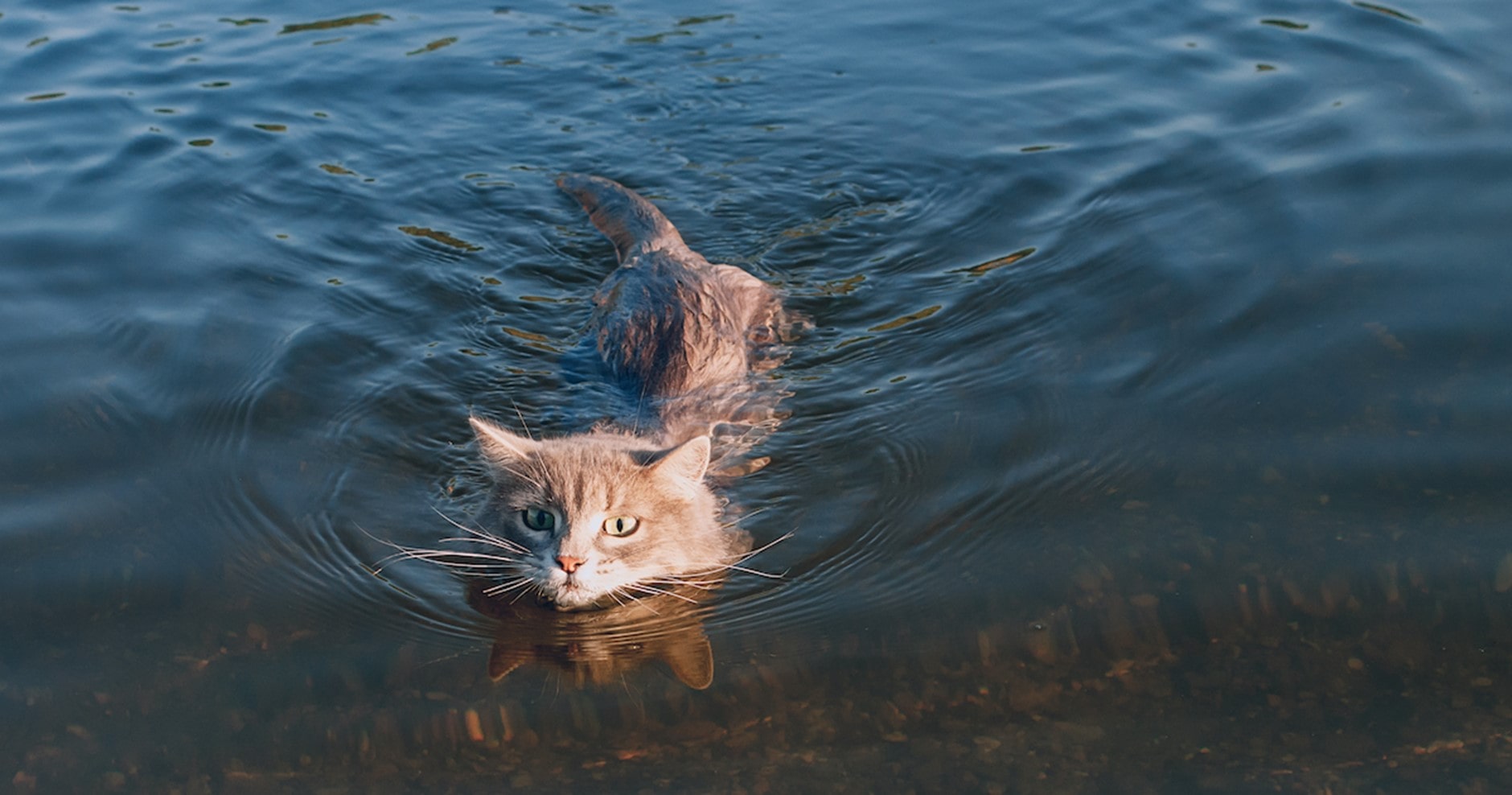 Katze ist am schwimmen