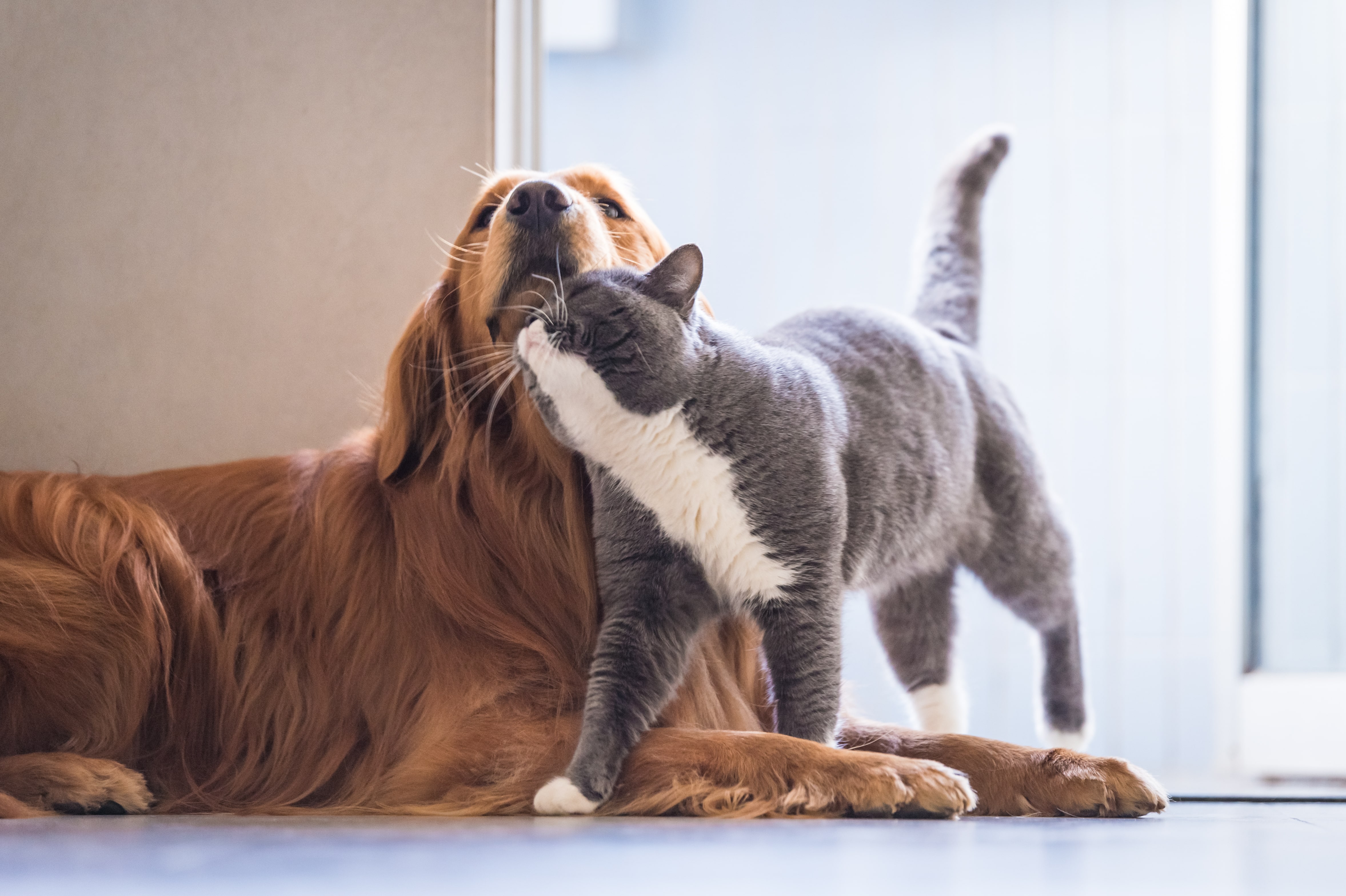 Katze reibt ihren Kopf an den Kopf eines Hundes