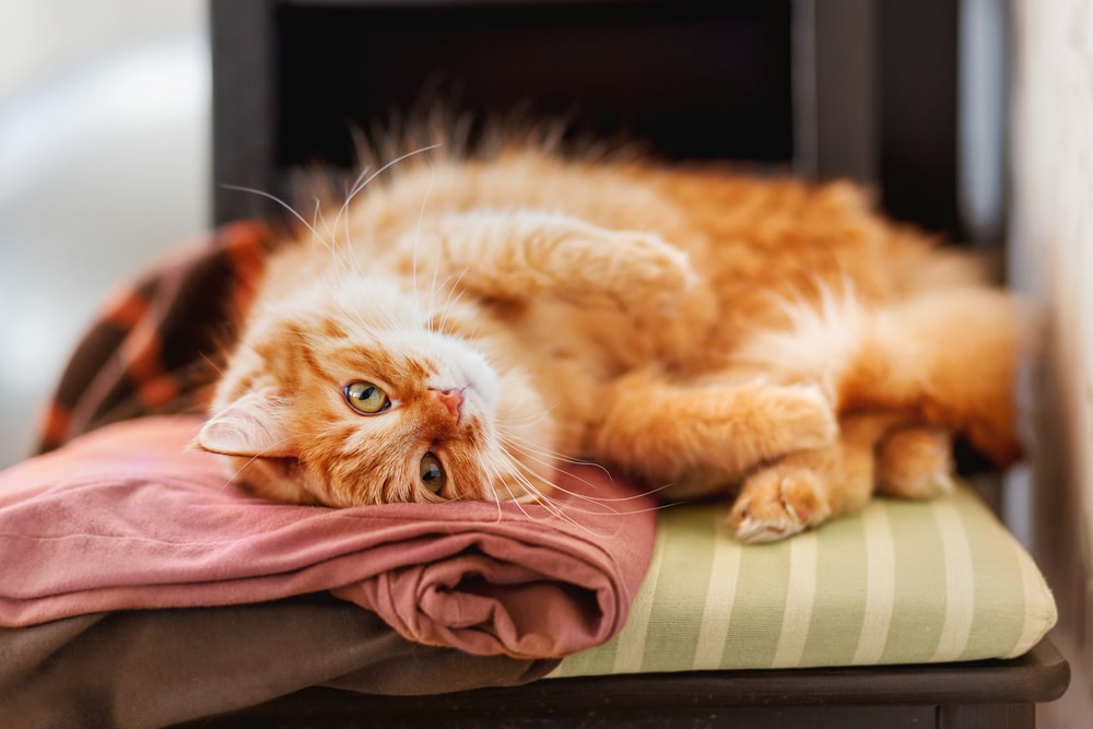 Katze liegt auf ihrer Decke
