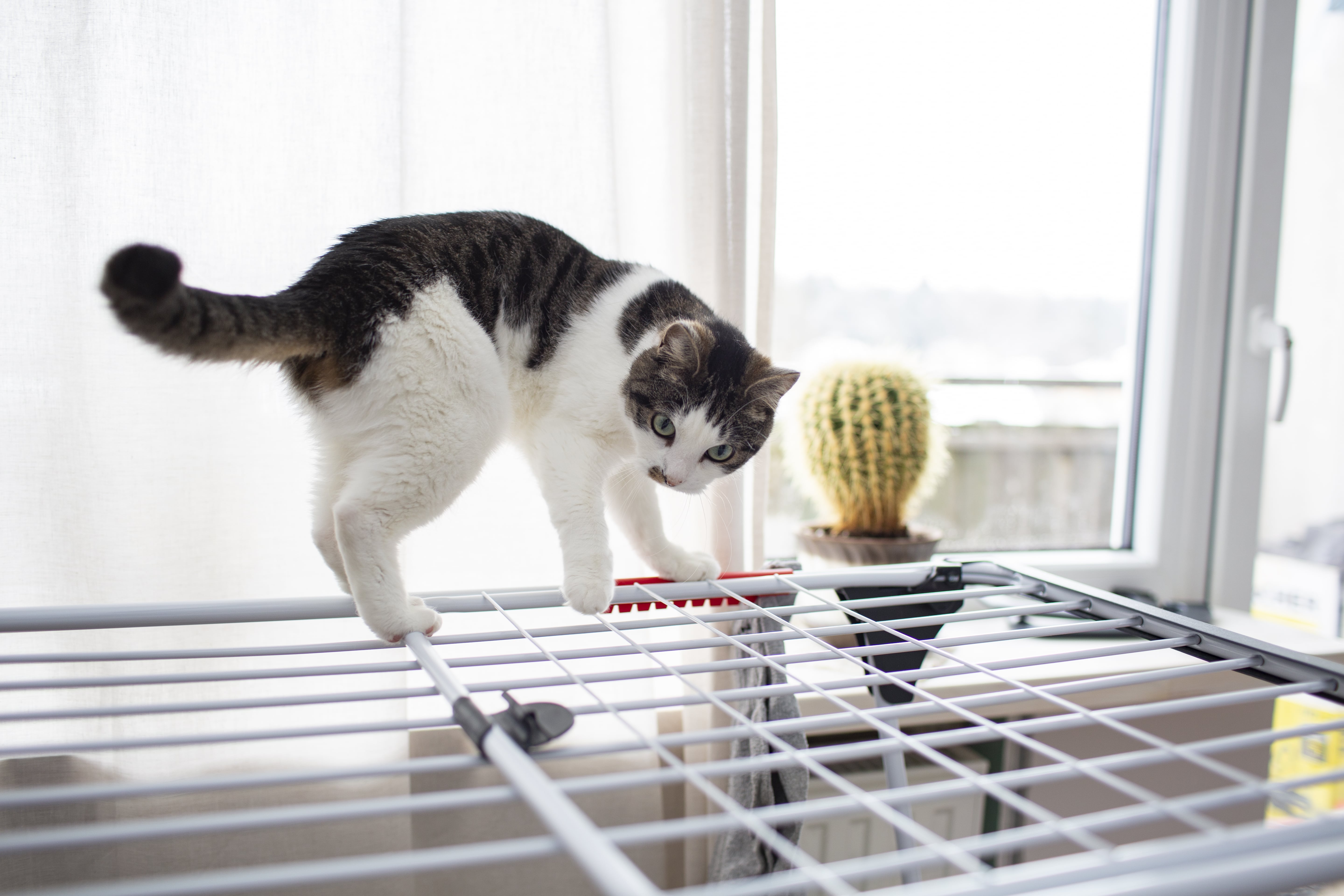 Katze steht auf einem Wäscheständer