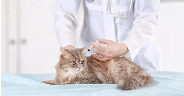 Kitten First Vaccination 2
