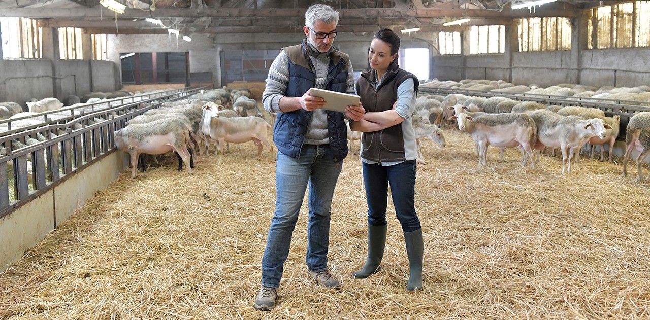 Los beneficiarios del segundo pilar de la PAC son las zonas rurales de la Unión Europea, y responde a los numerosos retos económicos, ambientales y sociales de este siglo. 