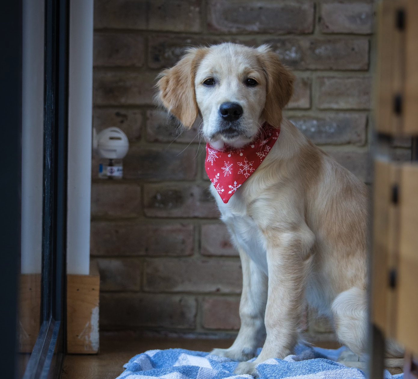 Dog with bandana and ADAPTIL