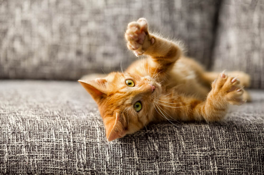 Should I Try Home Remedies to Stop Cats From Scratching the Furniture_2