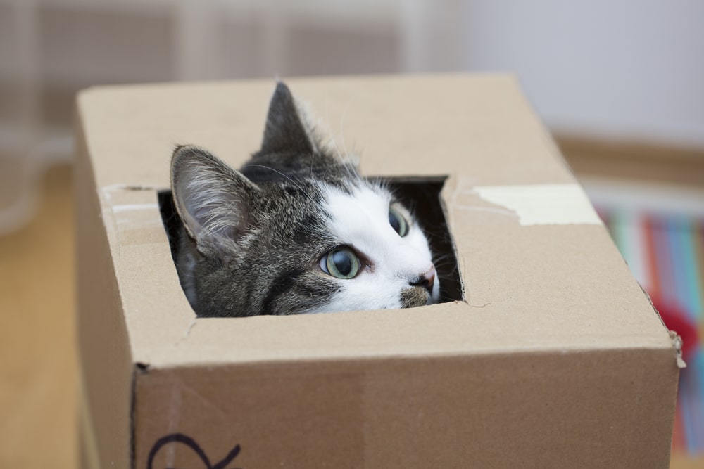 Ängstliche Katze versteckt sich in Karton