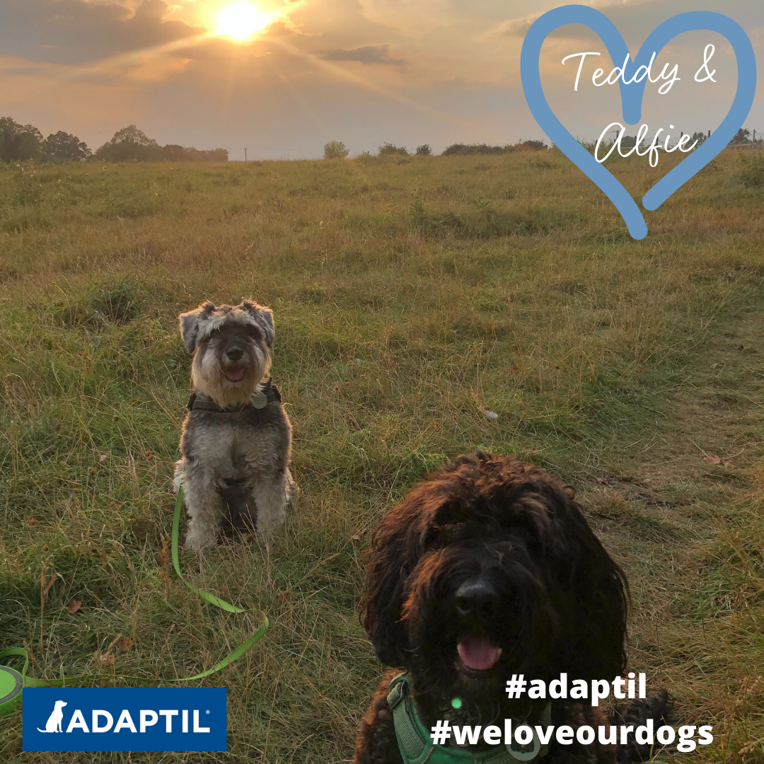 Ted and Alfie in the meadow