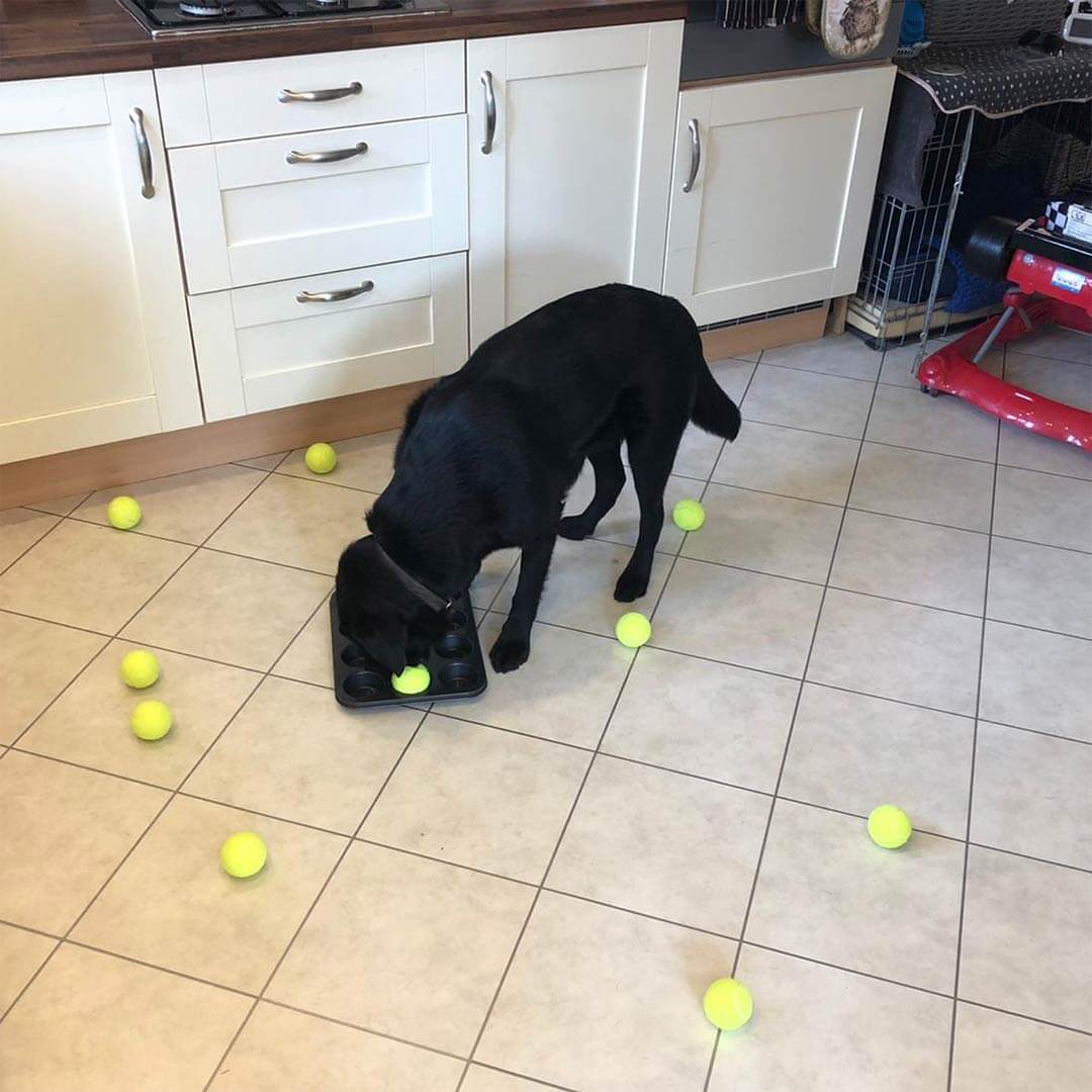 Hund spielt mit einem Intelligenzspielzeug