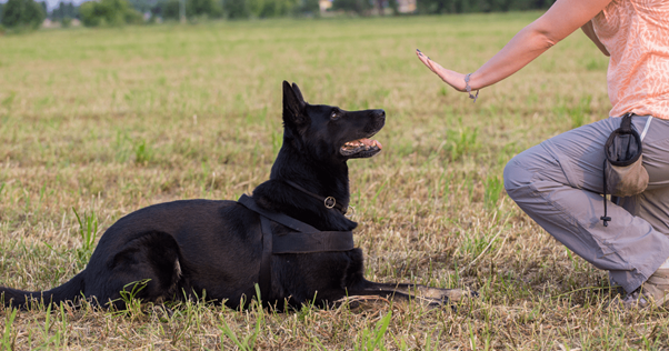 addestratore-per-cani-cosa-fa