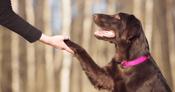 addestratore-per-cani-quando-serve