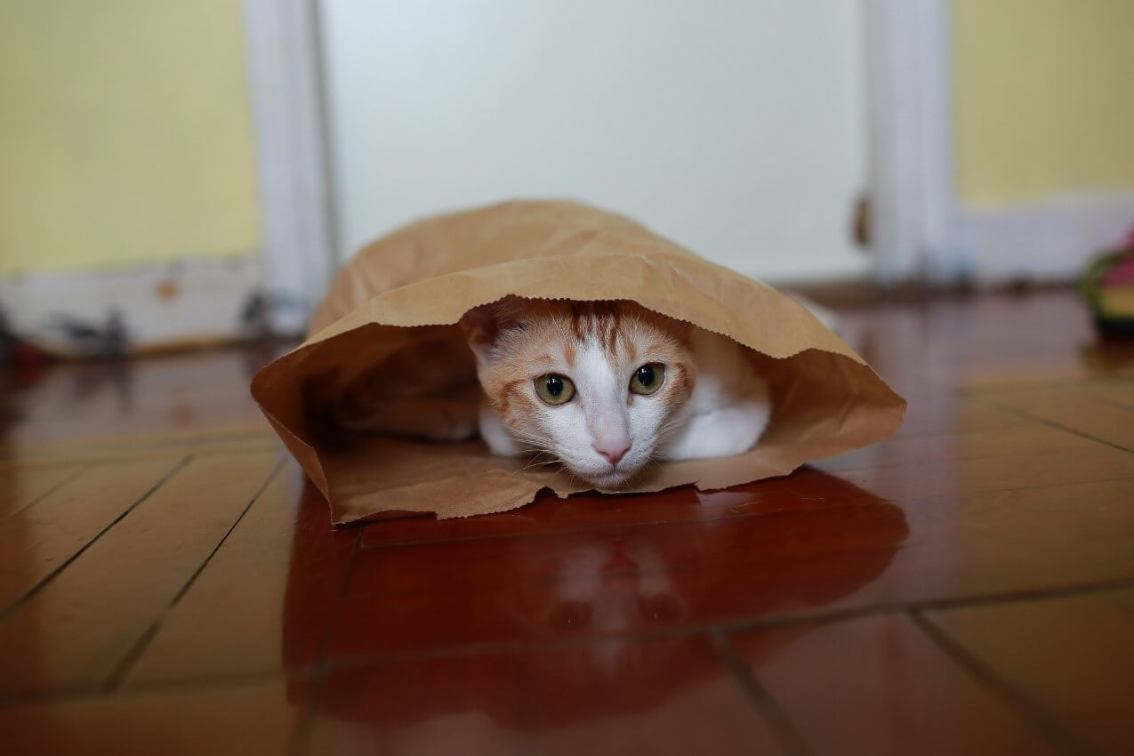Katze in Papiertüte