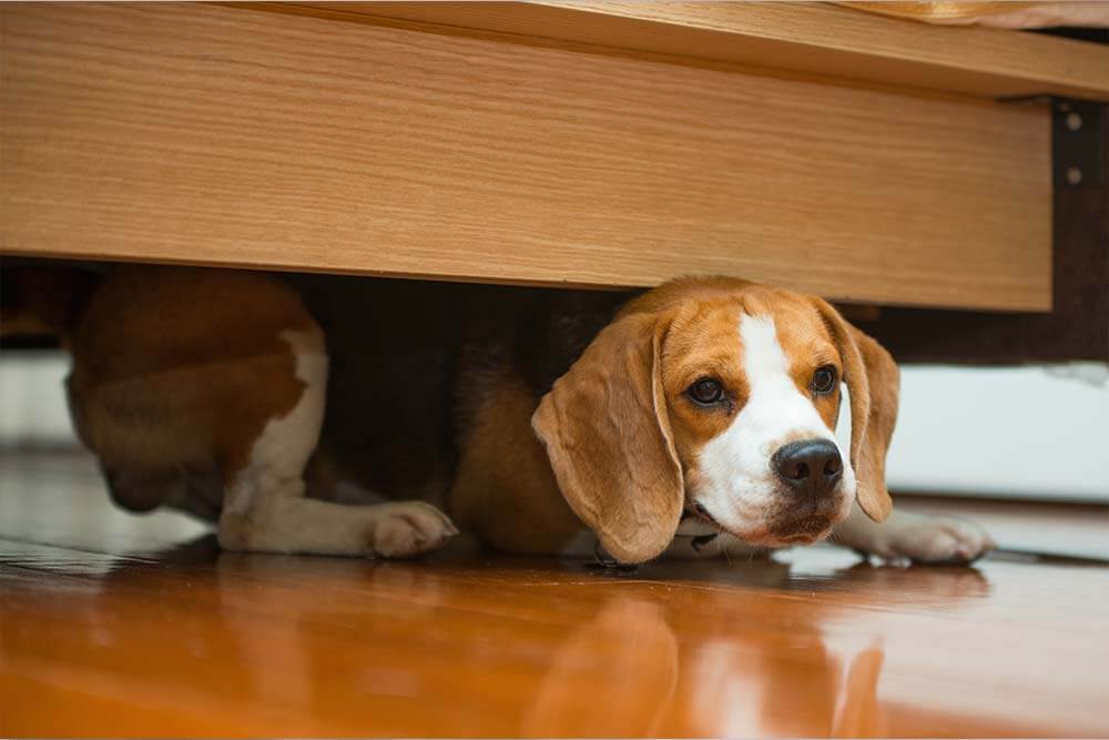Hund versteckt sich unter Bett