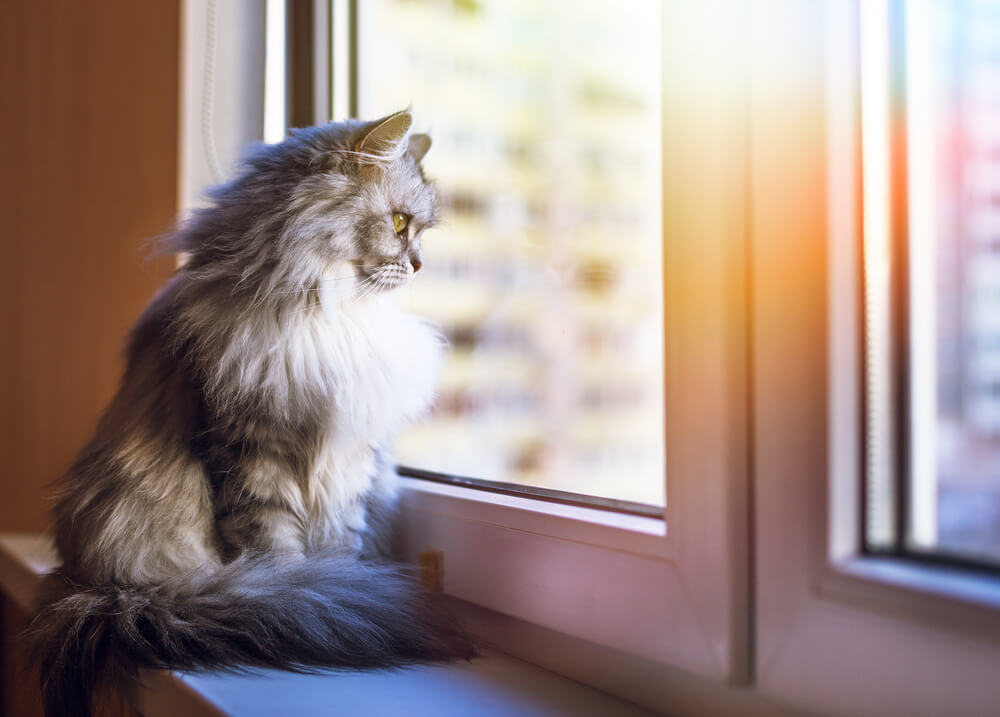 Katze sitzt vor dem Fenster