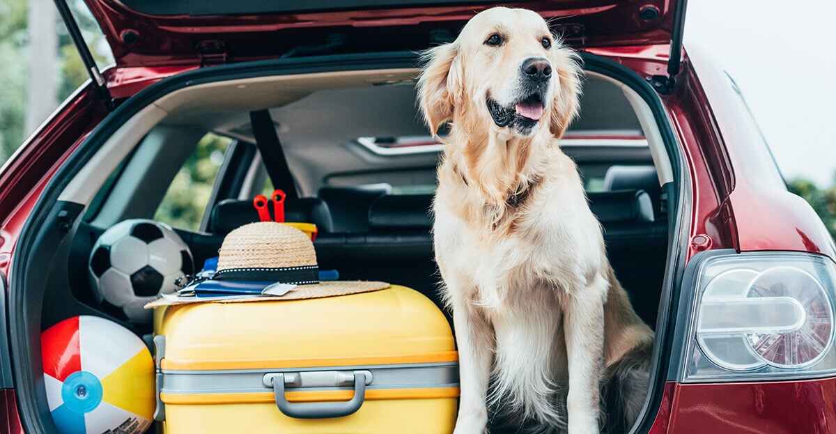 Dein Hund hat Angst vor dem Autofahren? So kannst du ihm helfen!