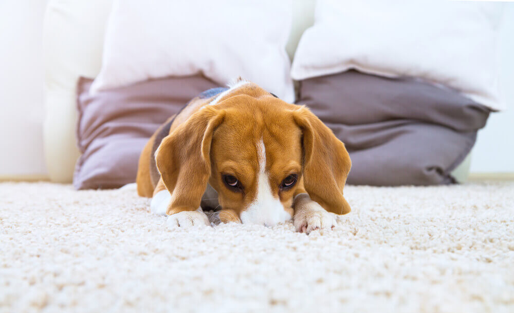 Hund vergräbt Nase im Teppich