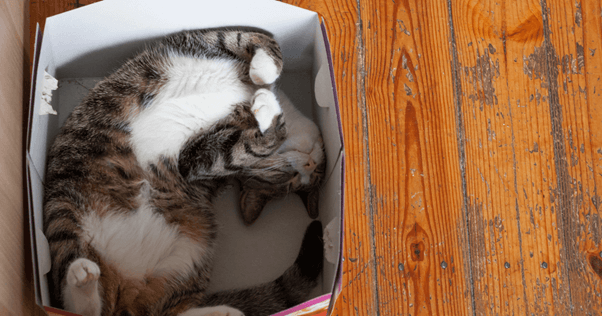 les habitudes de sommeil évoluent avec l'âge des chats