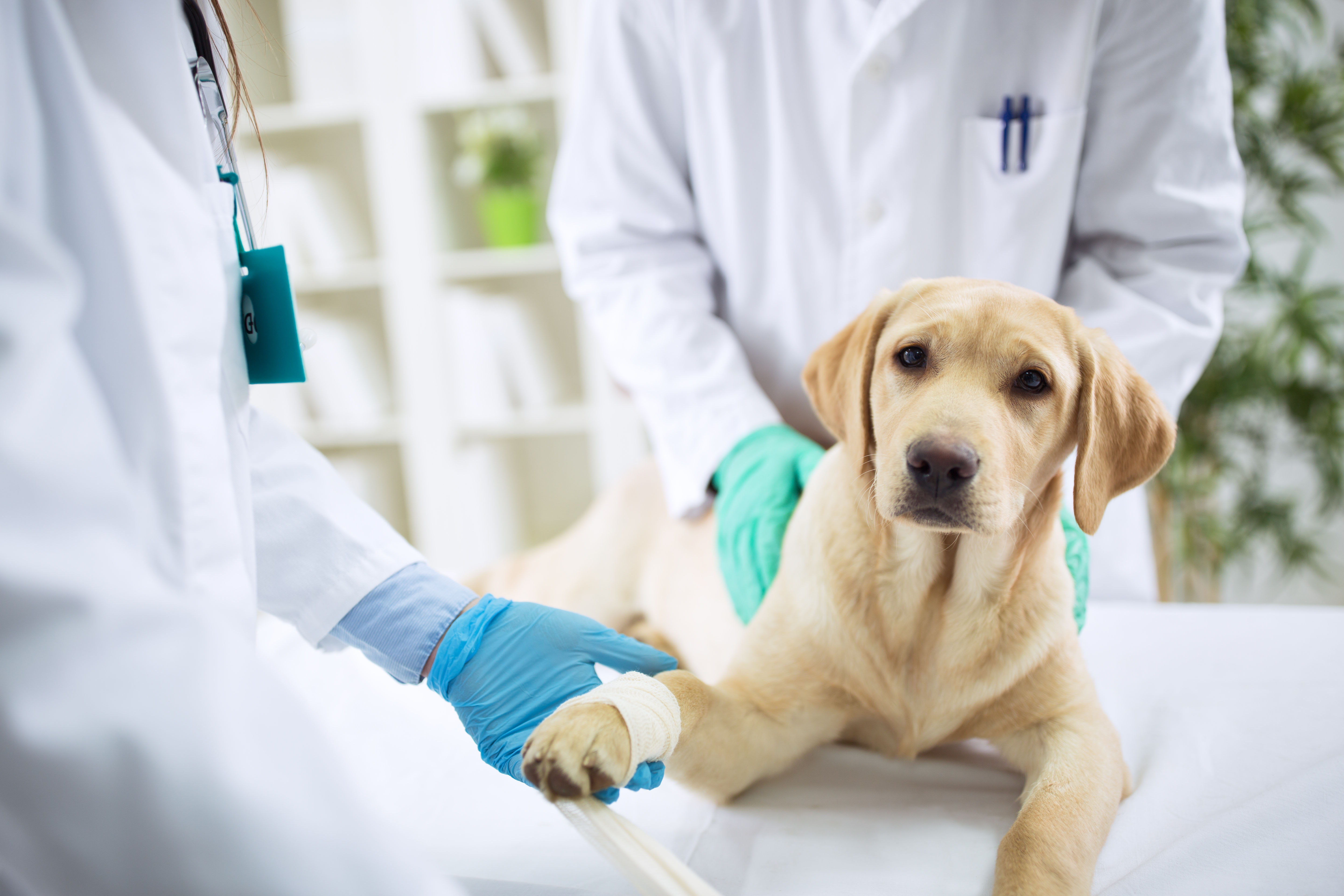 So gewöhnst du deinen Hund an den Tierarztbesuch