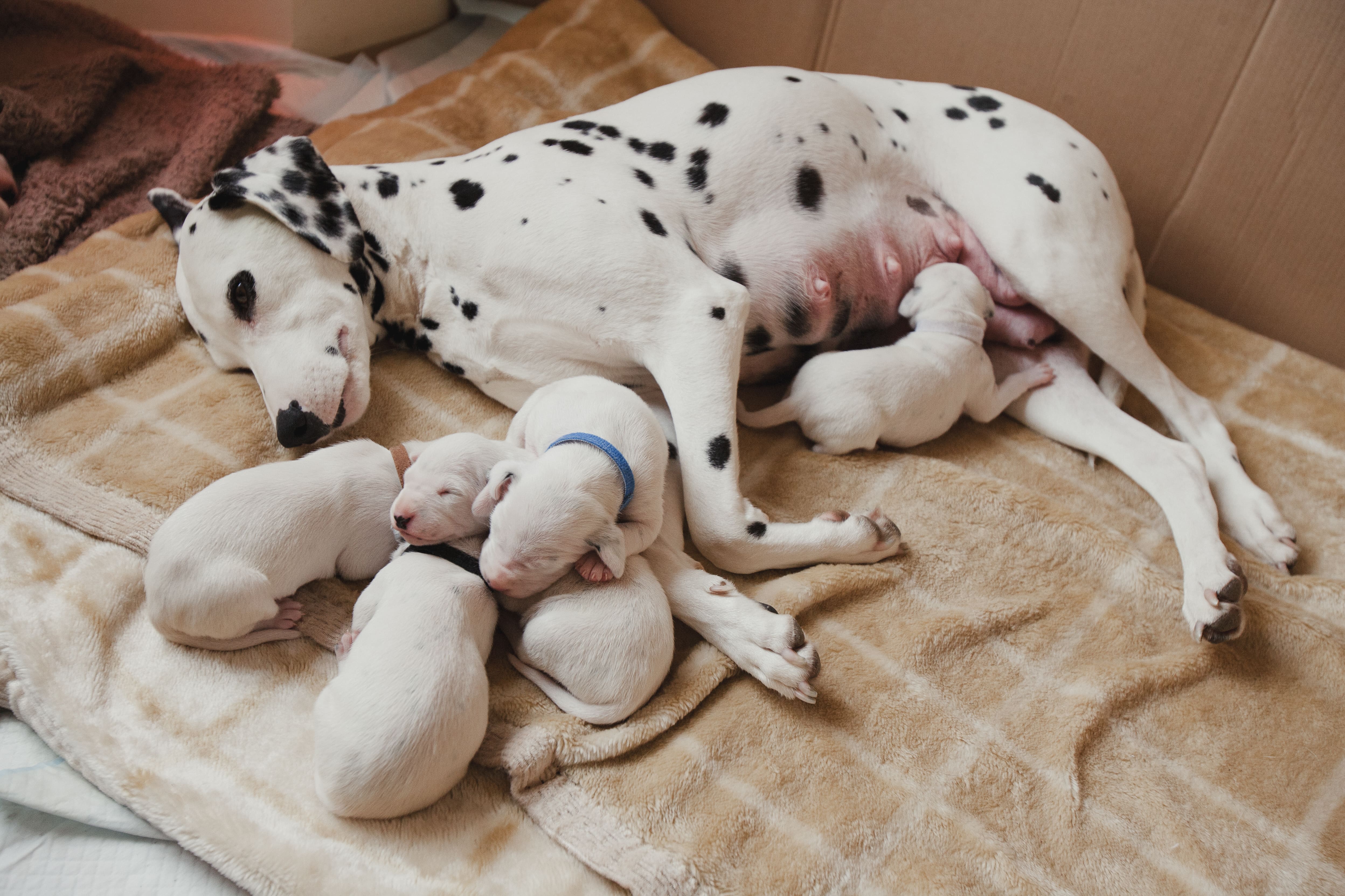 Dalmatiner-Welpen schlafen bei Mutter
