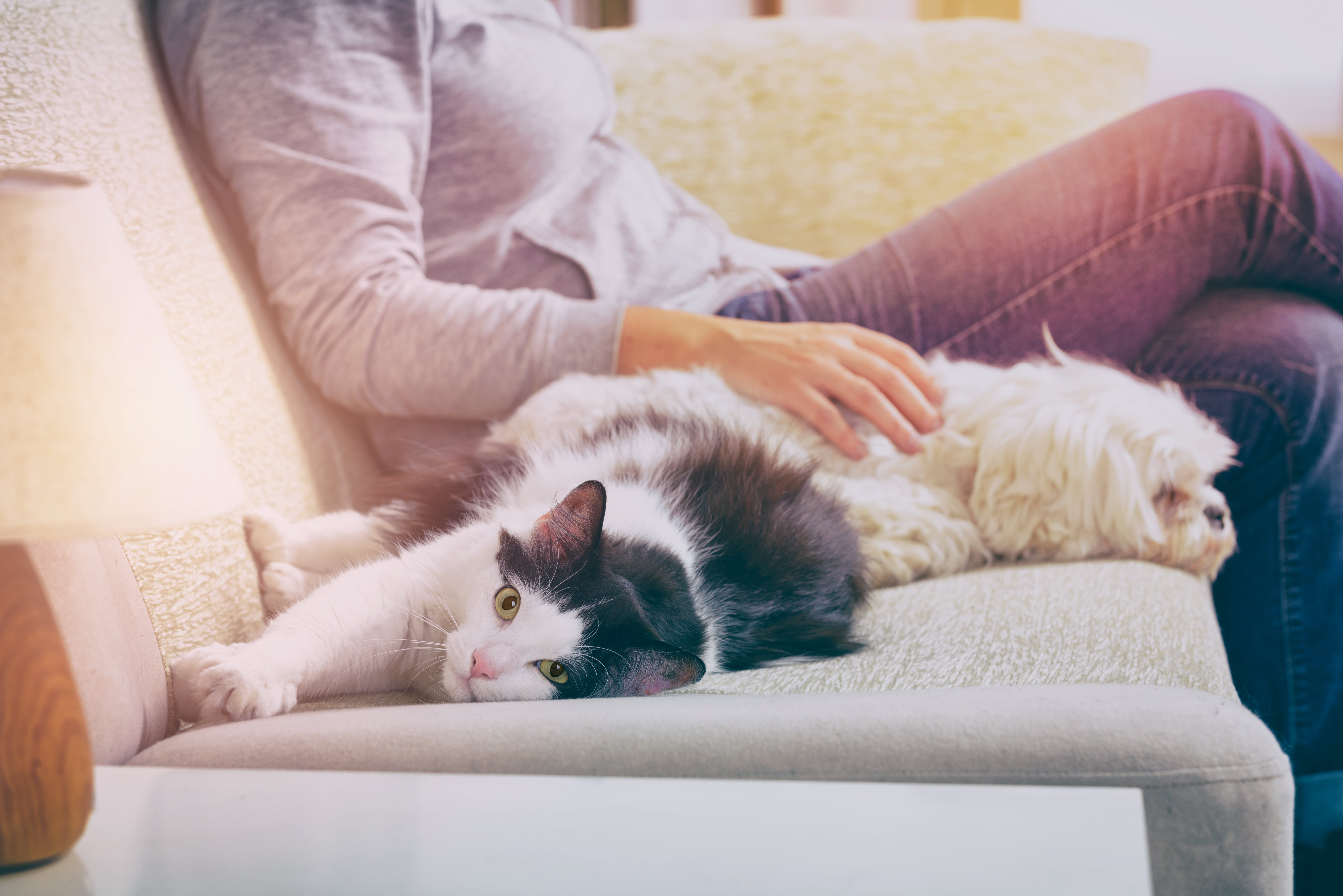 Katze und Hund liegen zusammen mit Herrchen auf der Couch