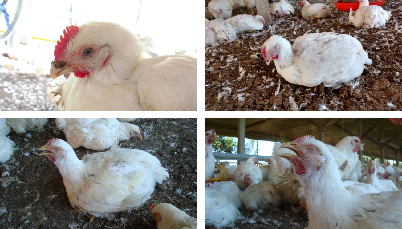 Infectious Bronchitis Disease – How to diagnose