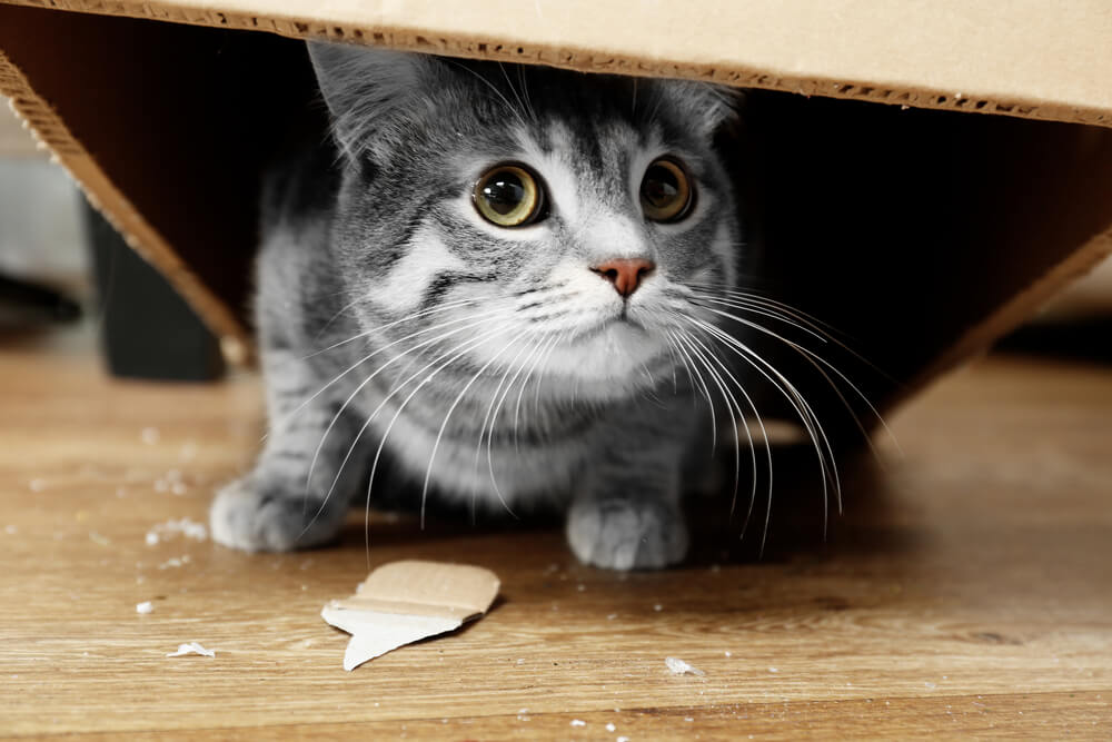 Katze versteckt sich in Karton