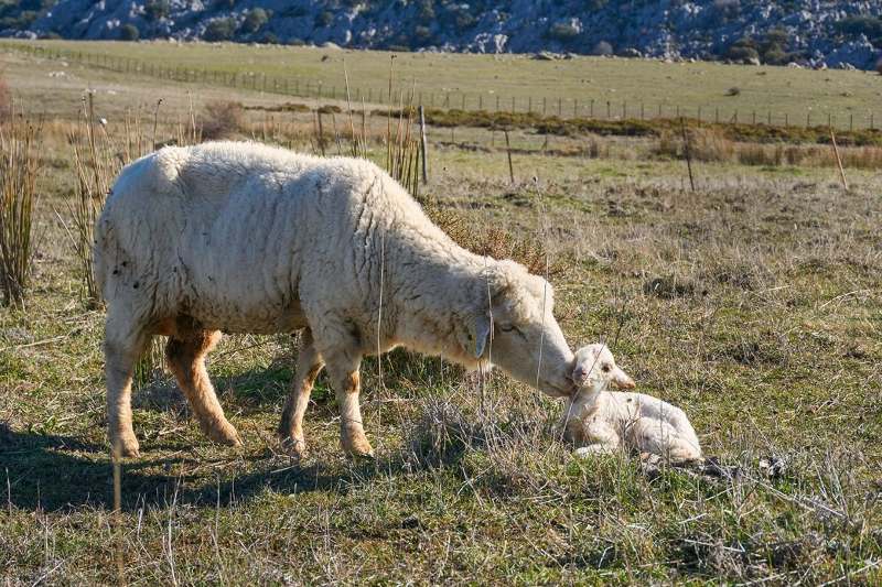 Oveja Payoya en la sierra de Grazalema con su cordero