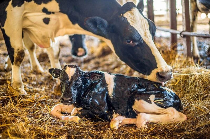 Pezuñas de vaca: La importancia de mantenerlas sanas