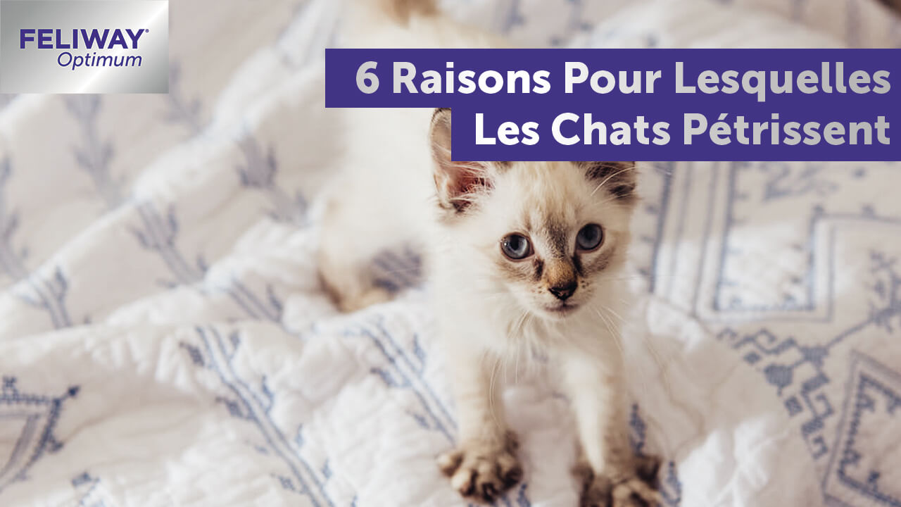 Pourquoi Les Chats Petrissent 6 Raisons De Petrir Les Couvertures