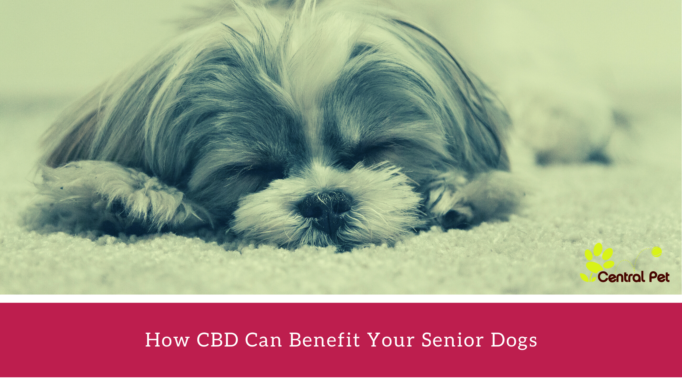 The Benefits of CBD for Senior Dogs