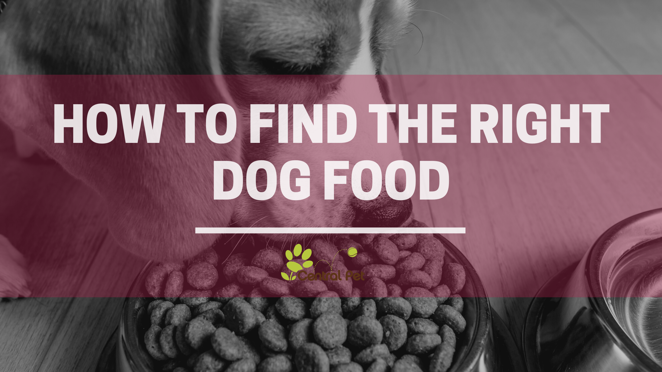 how do i choose the right dog food