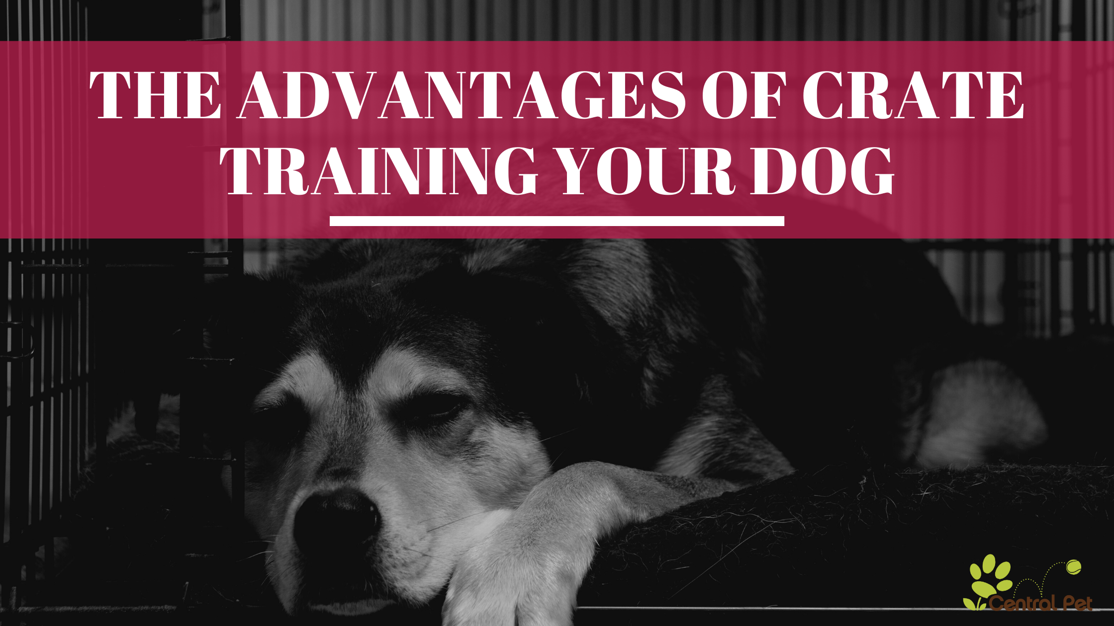 https://f.hubspotusercontent30.net/hubfs/4874588/Canva%20images/The%20Advantages%20of%20Crate%20training%20your%20dog.png