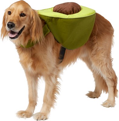 Dog in Avocado costume
