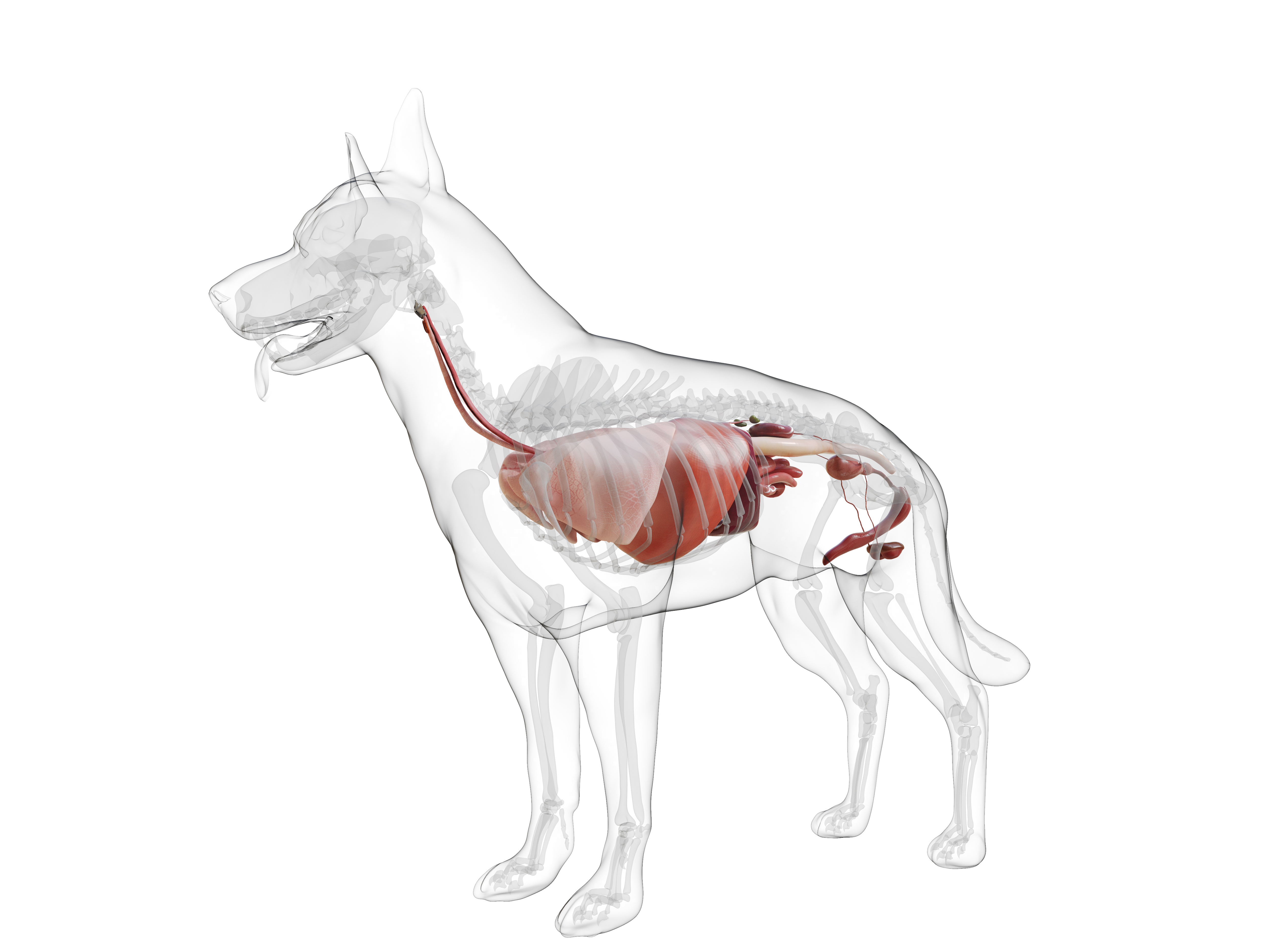 Tips for Using Digestive Enzymes in Dogs