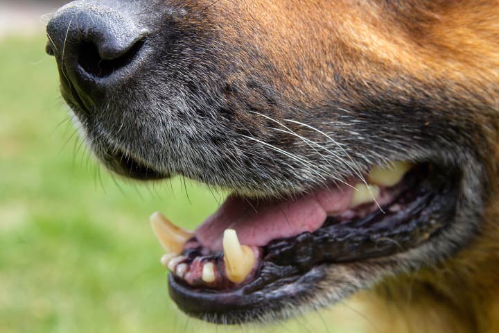 Bad Dog Breath Tips