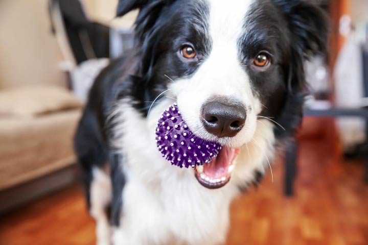 Dog Chewing Ball