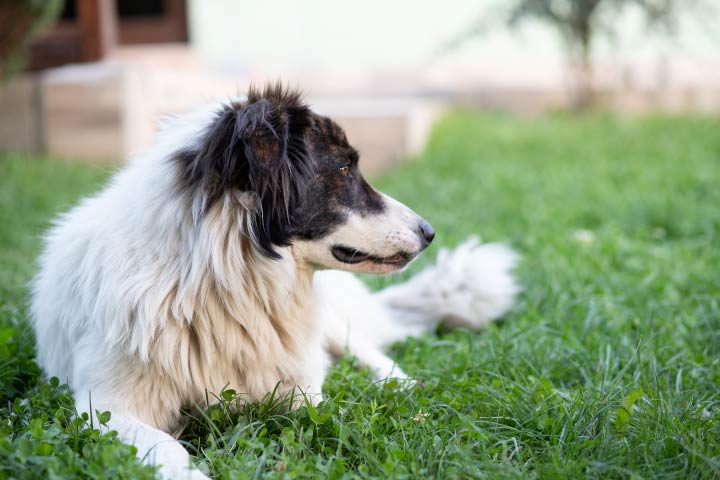 Dog Clean Space for Peeing