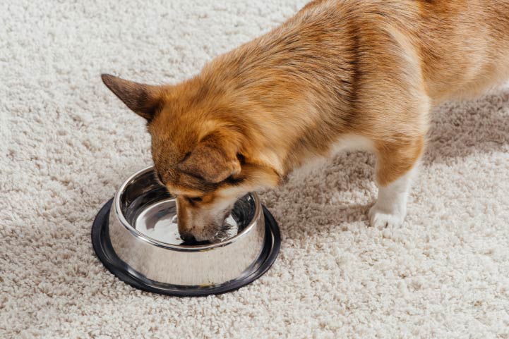 Dog Drinking Water